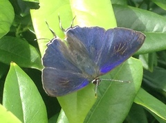 Hypolycaena erylus