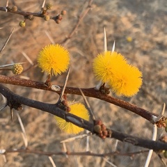Vachellia nebrownii