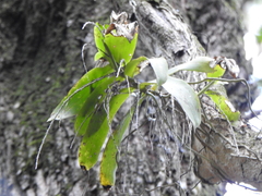 Peristeranthus hillii