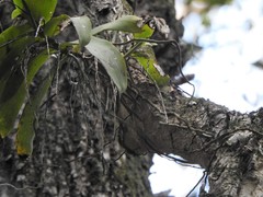 Peristeranthus hillii