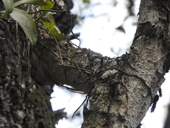 Peristeranthus hillii