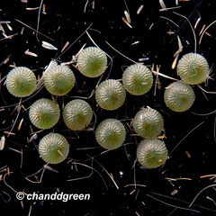 Bastilla absentimacula