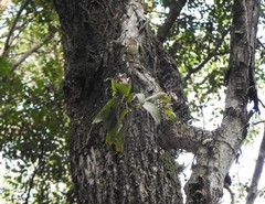 Peristeranthus hillii