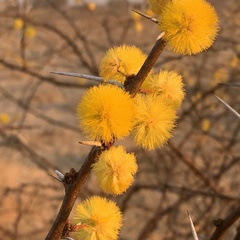 Vachellia nebrownii