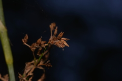 Cladium procerum