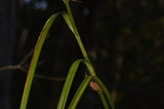 Cladium procerum