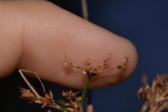 Cladium procerum