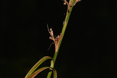 Cladium procerum