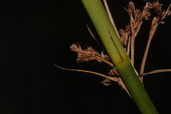 Cladium procerum