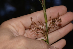 Cladium procerum