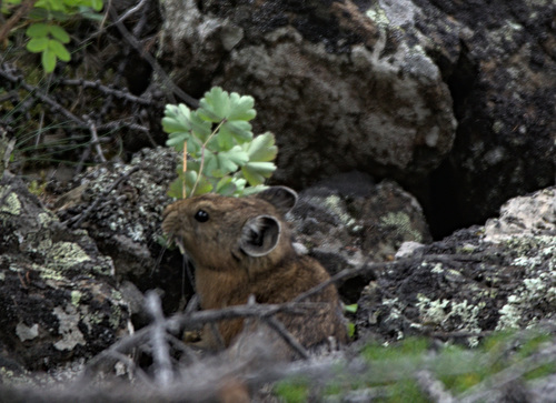 Alpine Pika