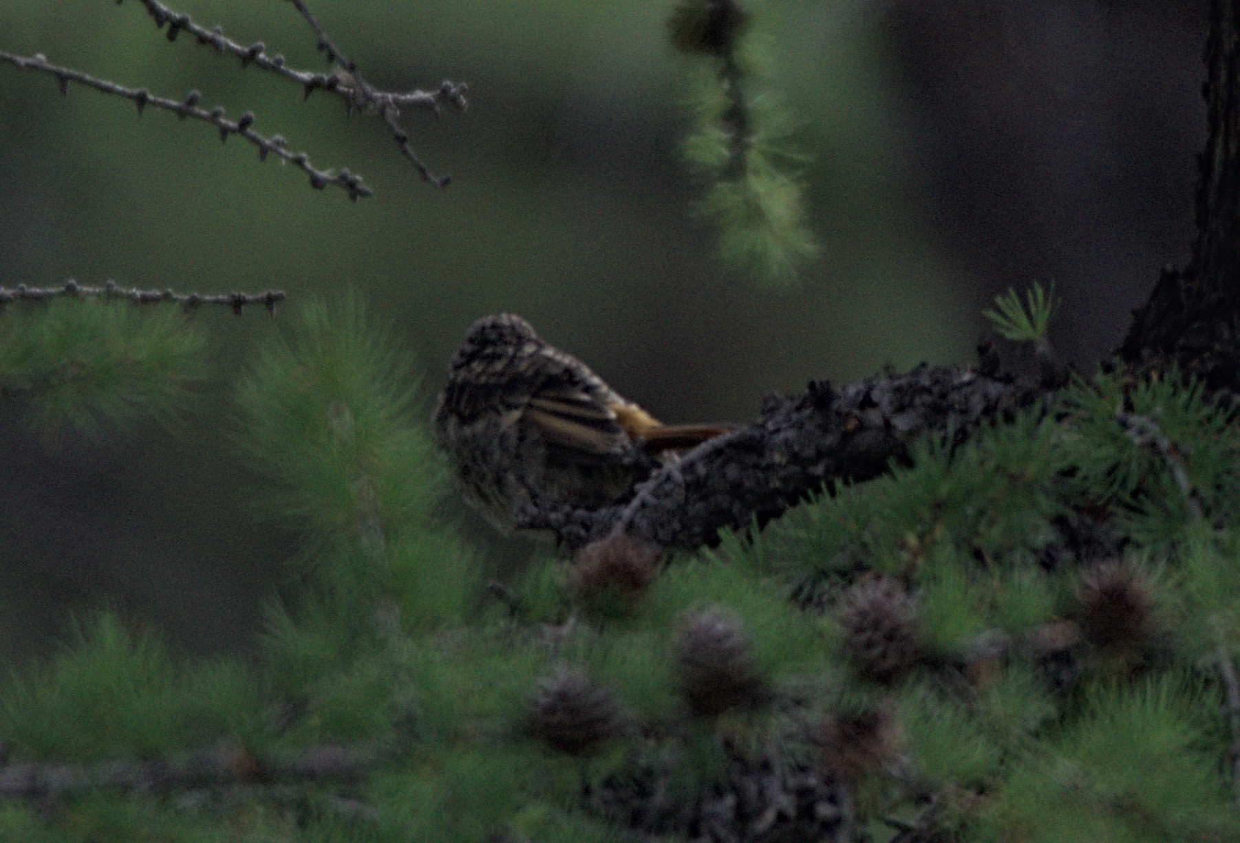 Eversmann's Redstart