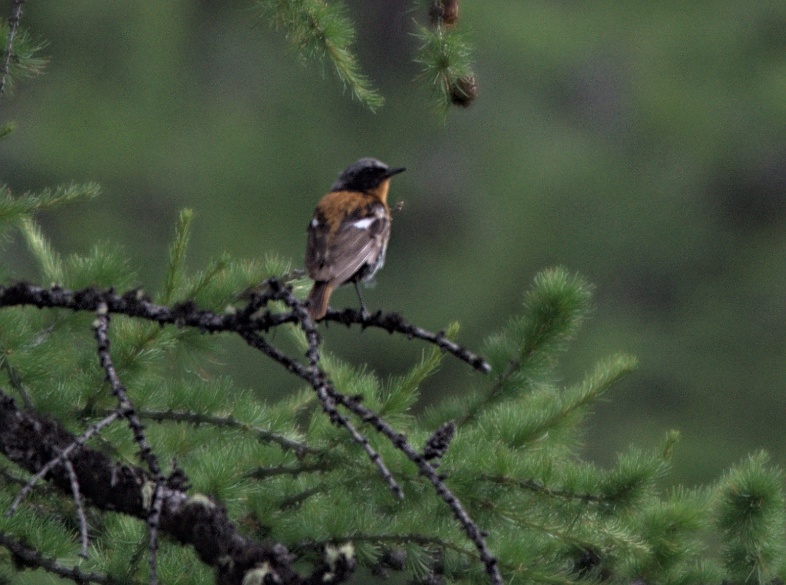 Eversmann's Redstart