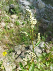 Persicaria lapathifolia