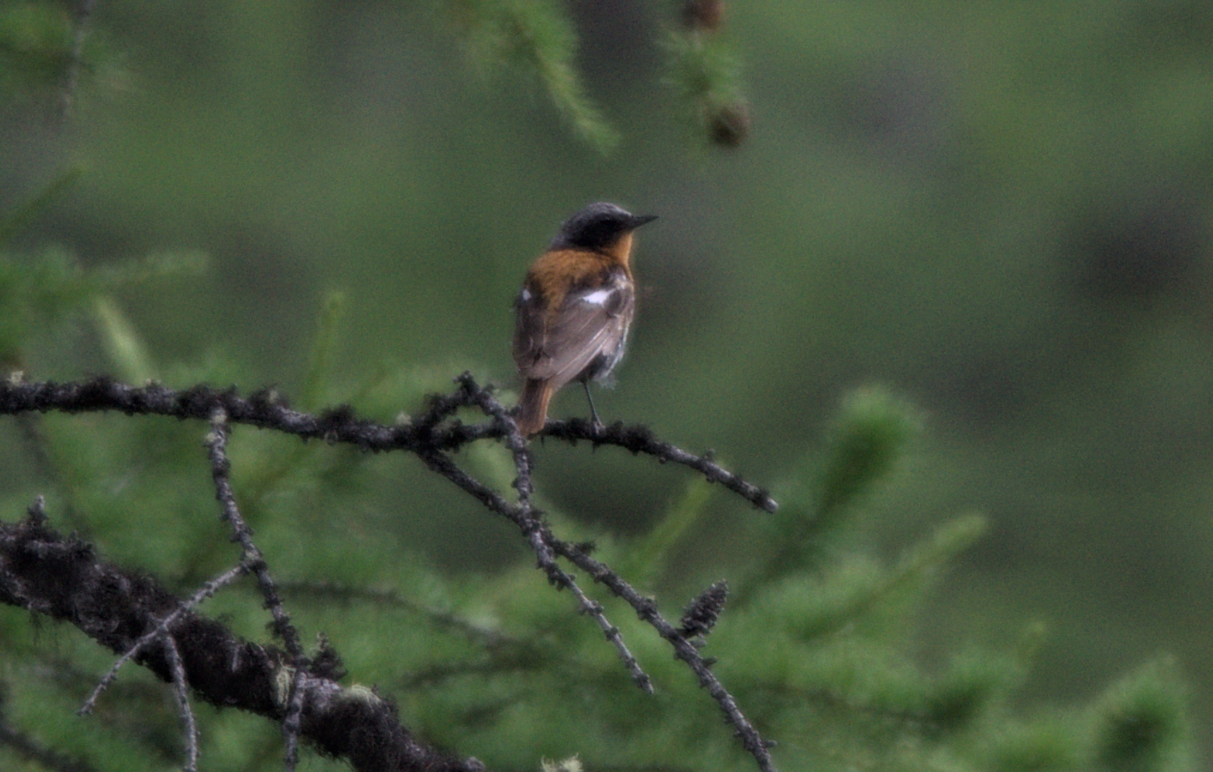 Eversmann's Redstart