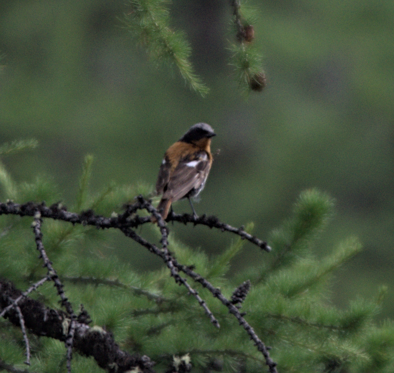 Eversmann's Redstart