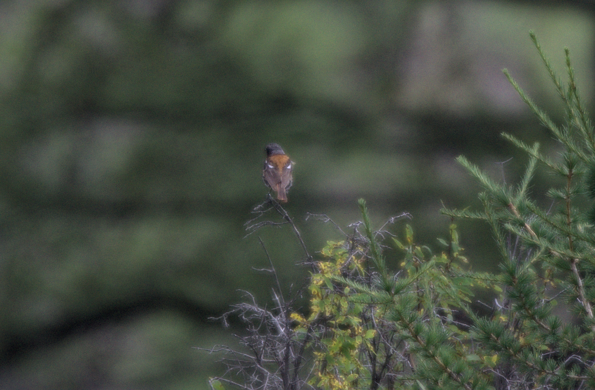 Eversmann's Redstart