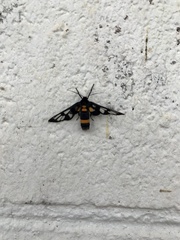 Amata sperbius