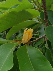 Magnolia champaca