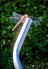 Sympetrum sanguineum