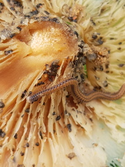 Cambalopsidae