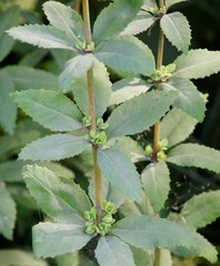 Hylotelephium verticillatum