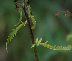 Pedicularis compacta