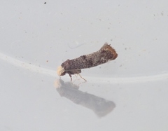 Swammerdamia pyrella