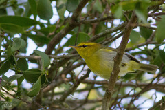 Phylloscopus ruficapilla