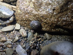 Diloma bicanaliculatum