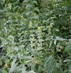 Hylotelephium verticillatum