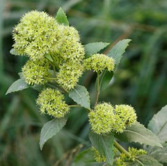 Hylotelephium verticillatum