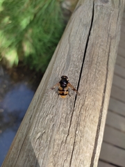 Volucella elegans