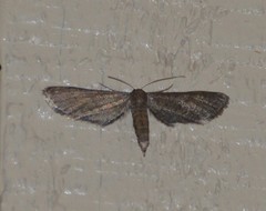 Protoproutia laredoata