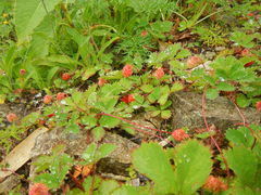 Fragaria iinumae