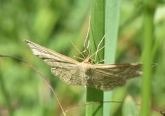 Idaea macilentaria