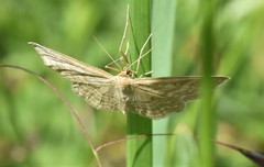Idaea macilentaria
