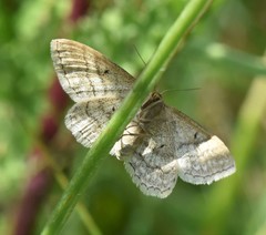 Idaea macilentaria