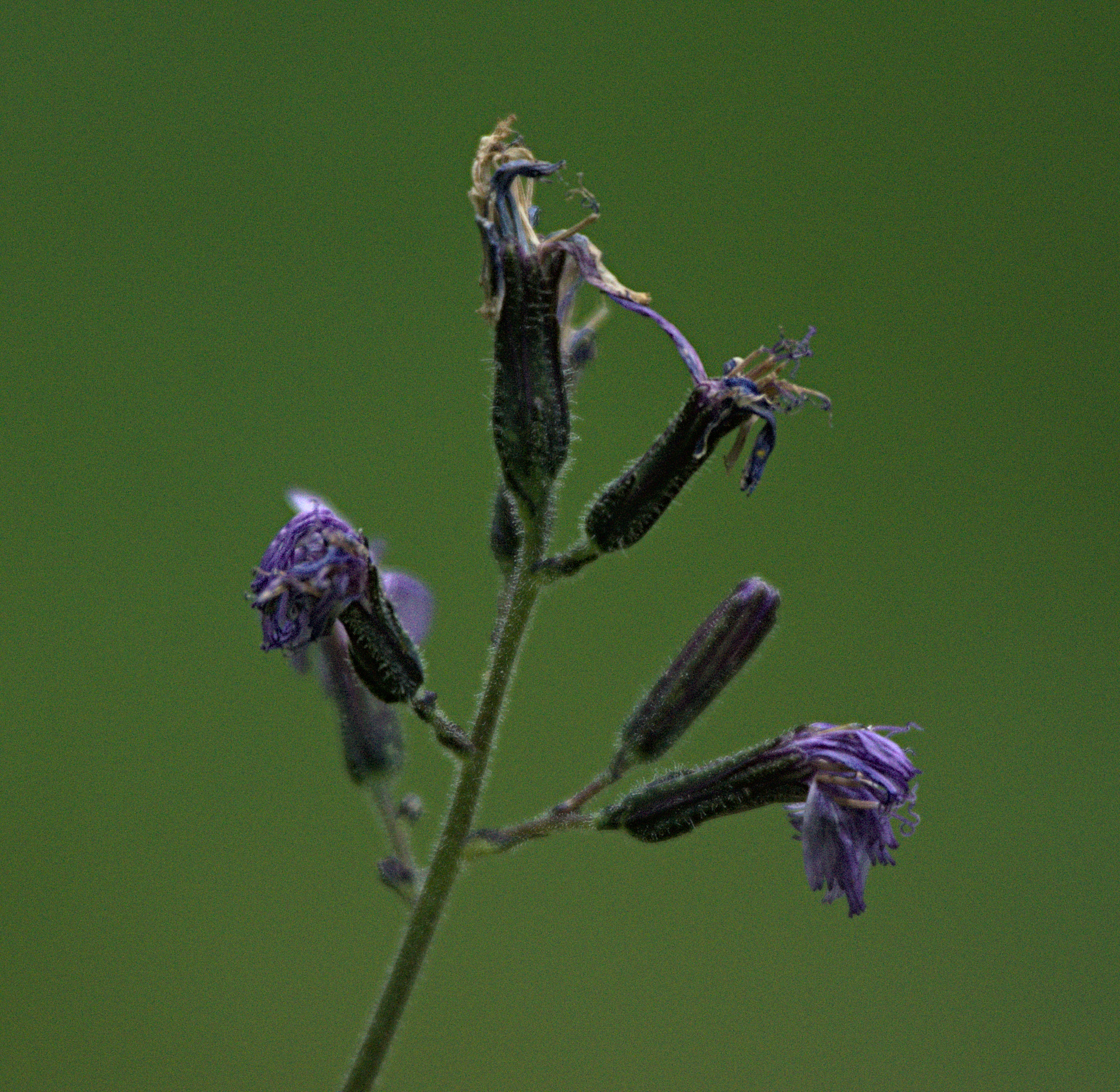 Cicerbita azurea