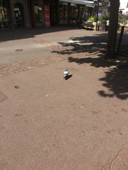 Columba livia domestica