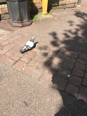 Columba livia domestica