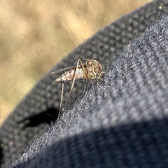 Aedes camptorhynchus