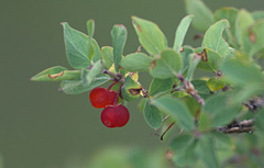 Lonicera microphylla