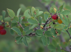 Lonicera microphylla