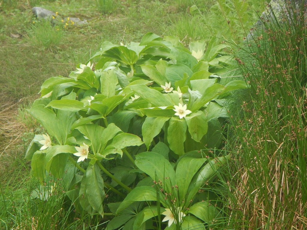 Paris japonica; photograph (c) Junichi Mandai, some rights reserved (CC BY)