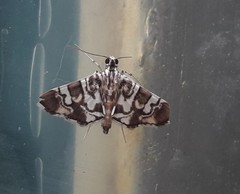 Chabula acamasalis