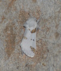 Euerythra trimaculata