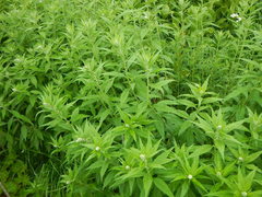 Artemisia monophylla