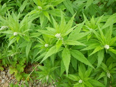 Artemisia monophylla