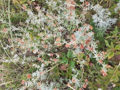 Dorycnium